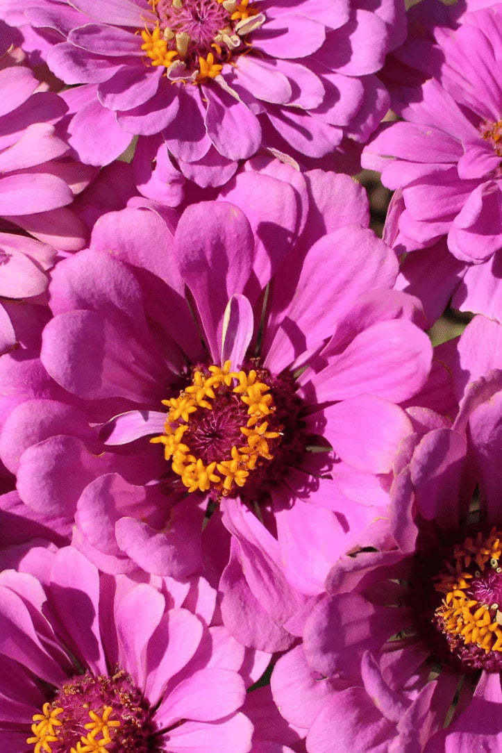 Close-up of pink Zinnia flowers with yellow centers. ©Hudson Valley Seed Co.