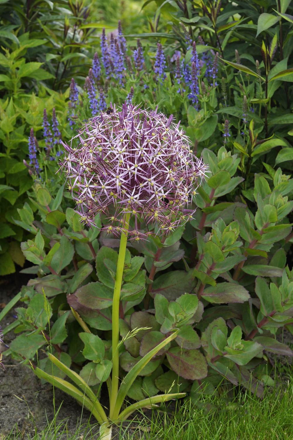 Allium Cristophii bulb in bloom. Photo by De Vroomen. 