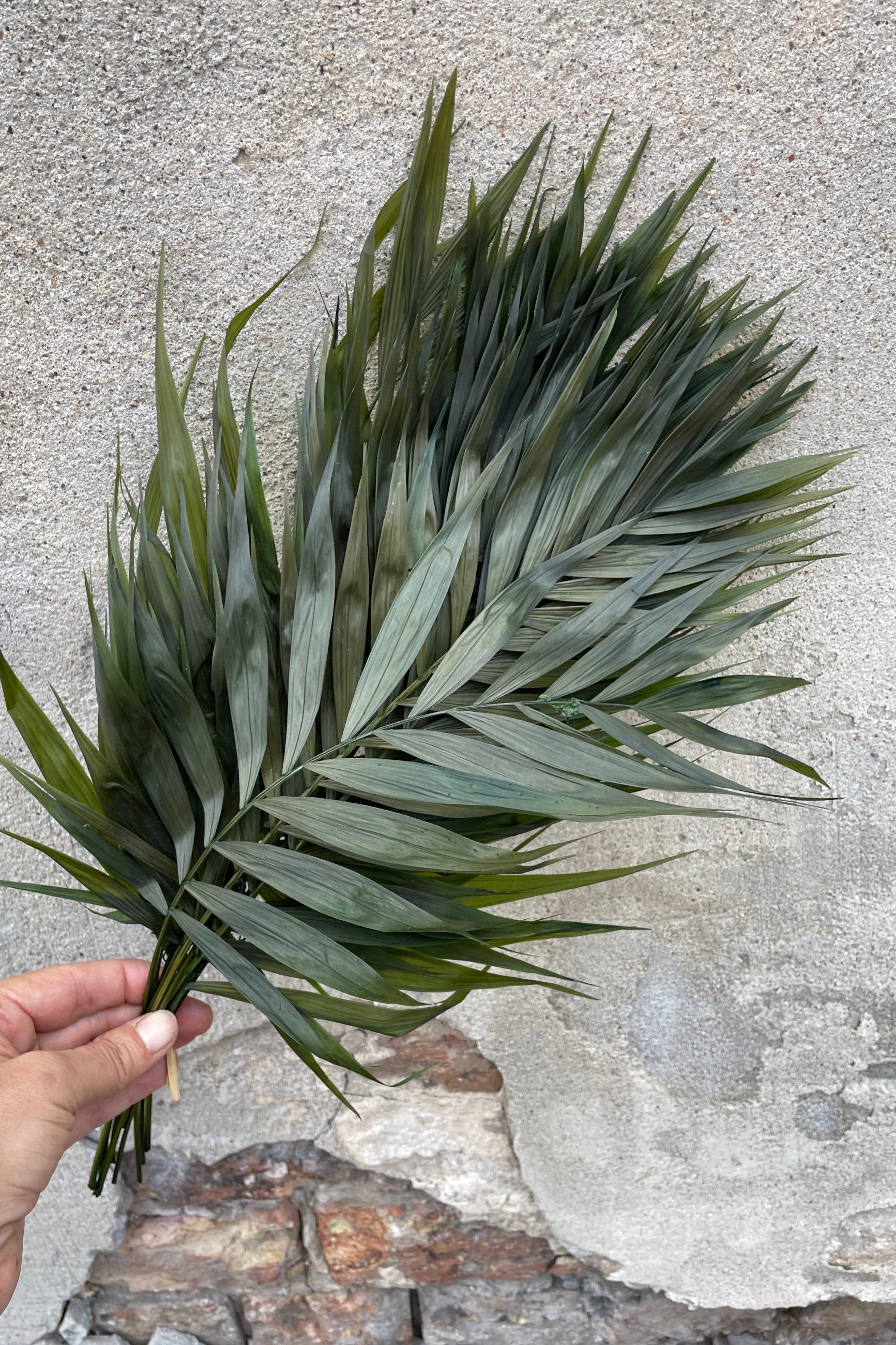 A bunch of preserved Chico Palms being held in front of a concrete wall.  ©Sprout Home