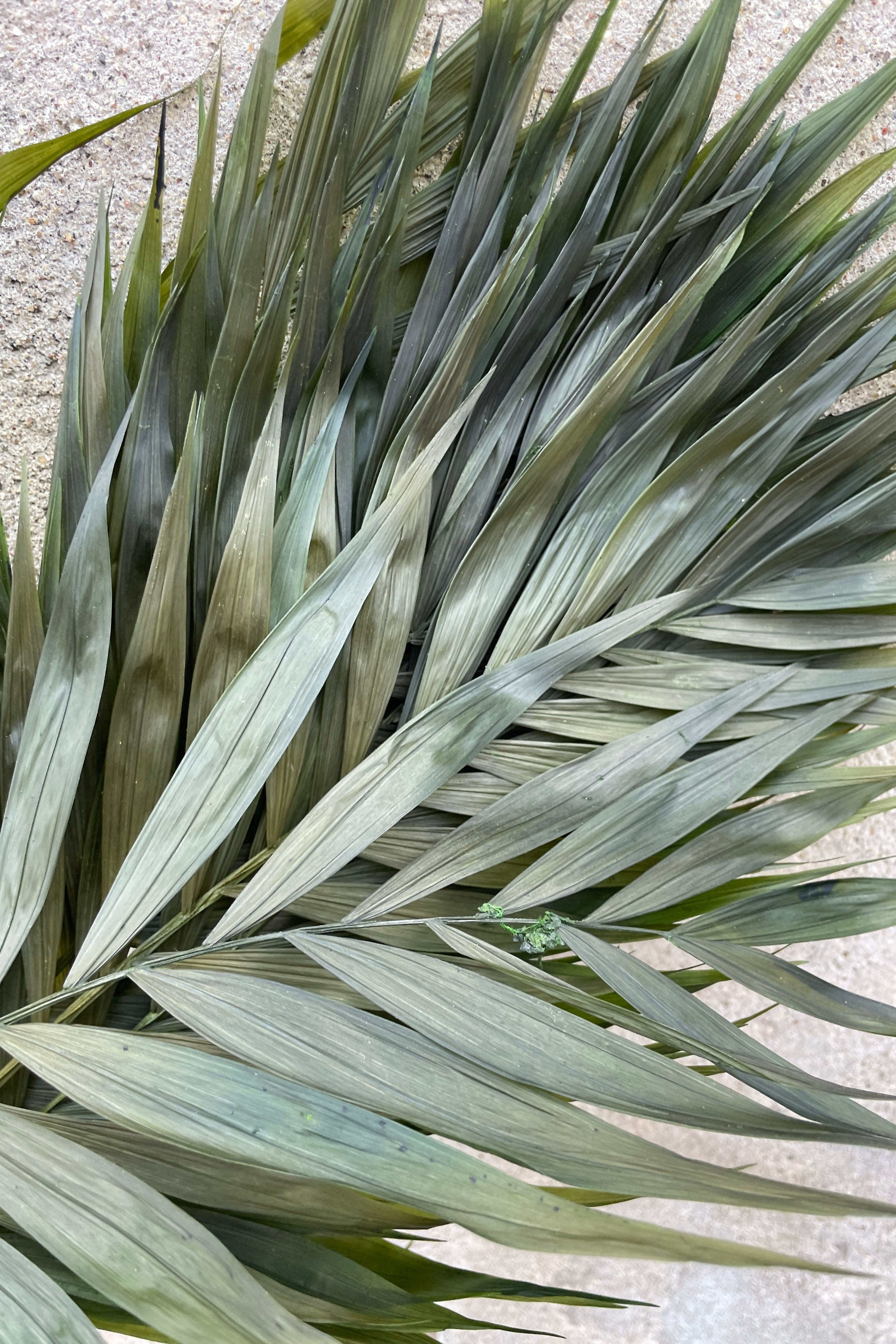 Detail of the leaves of the preserved Chico palm.