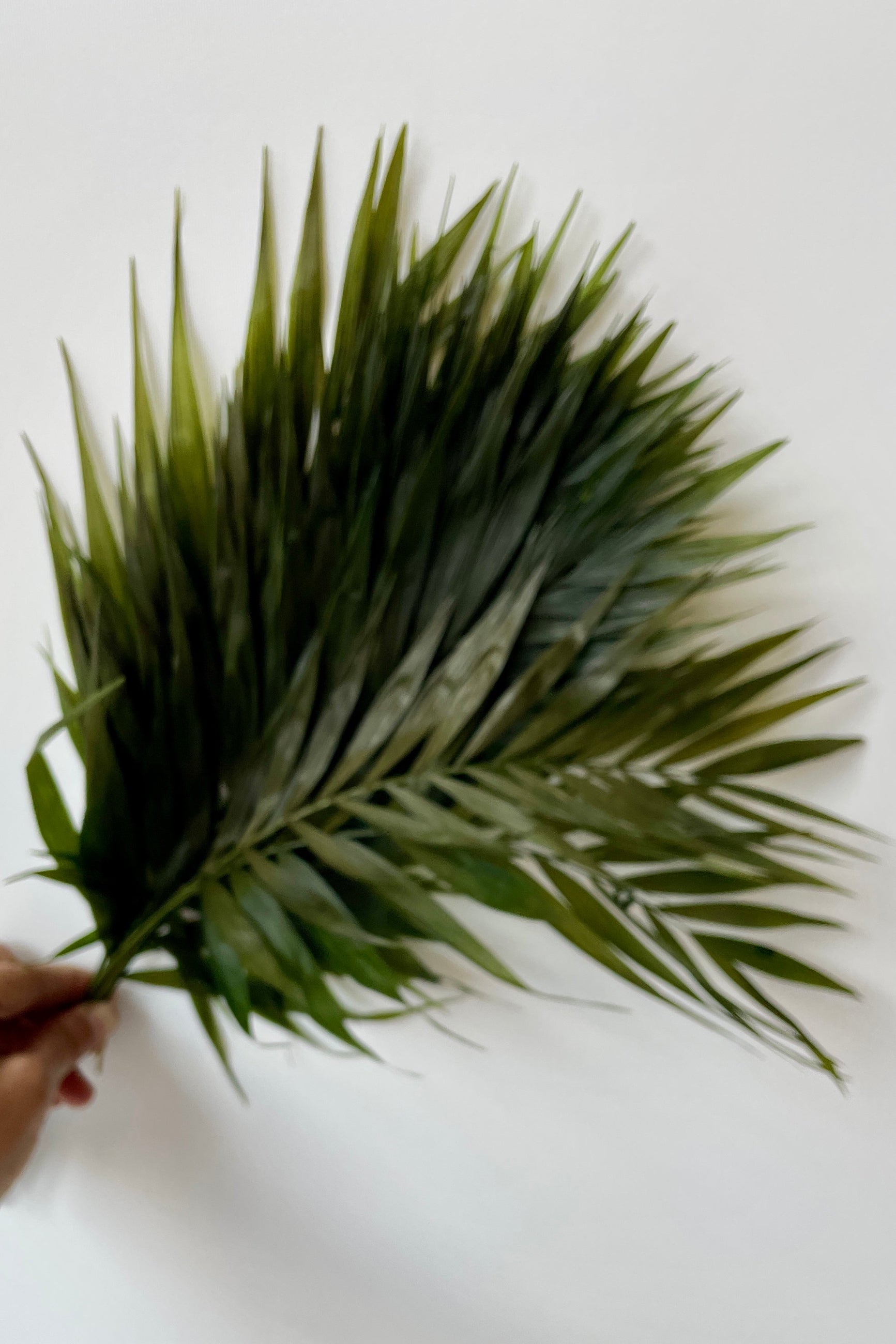 A bunch of Chico palm leaves that have been preserved.  ©Sprout Home