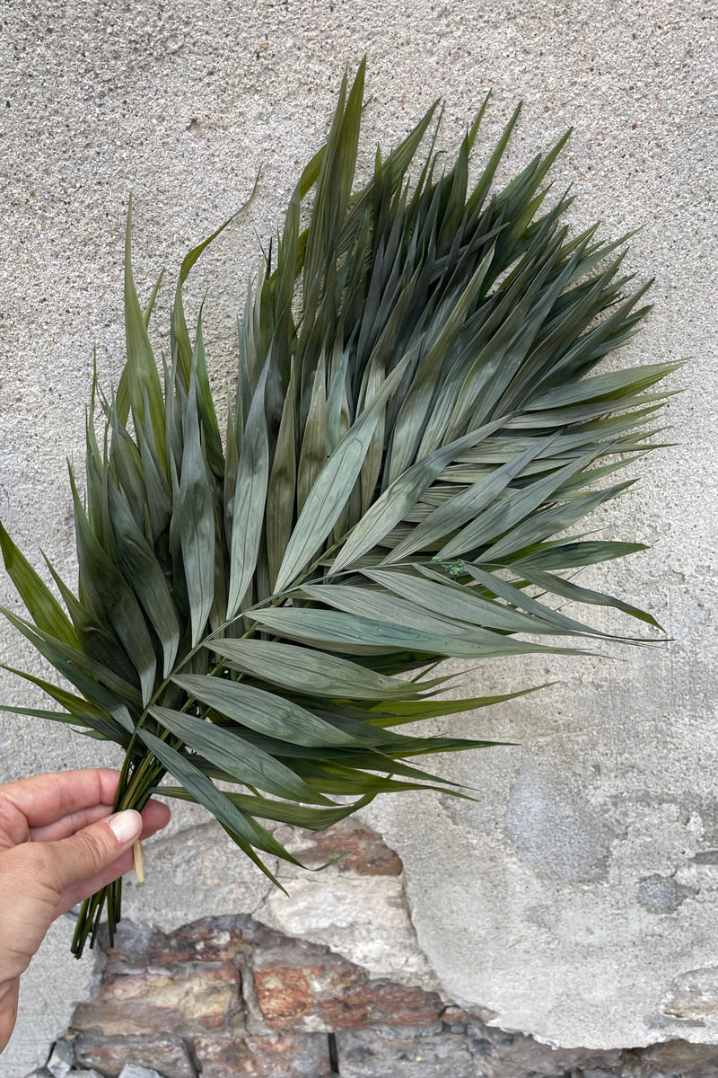 A bunch of preserved Chico Palms being held in front of a concrete wall. 