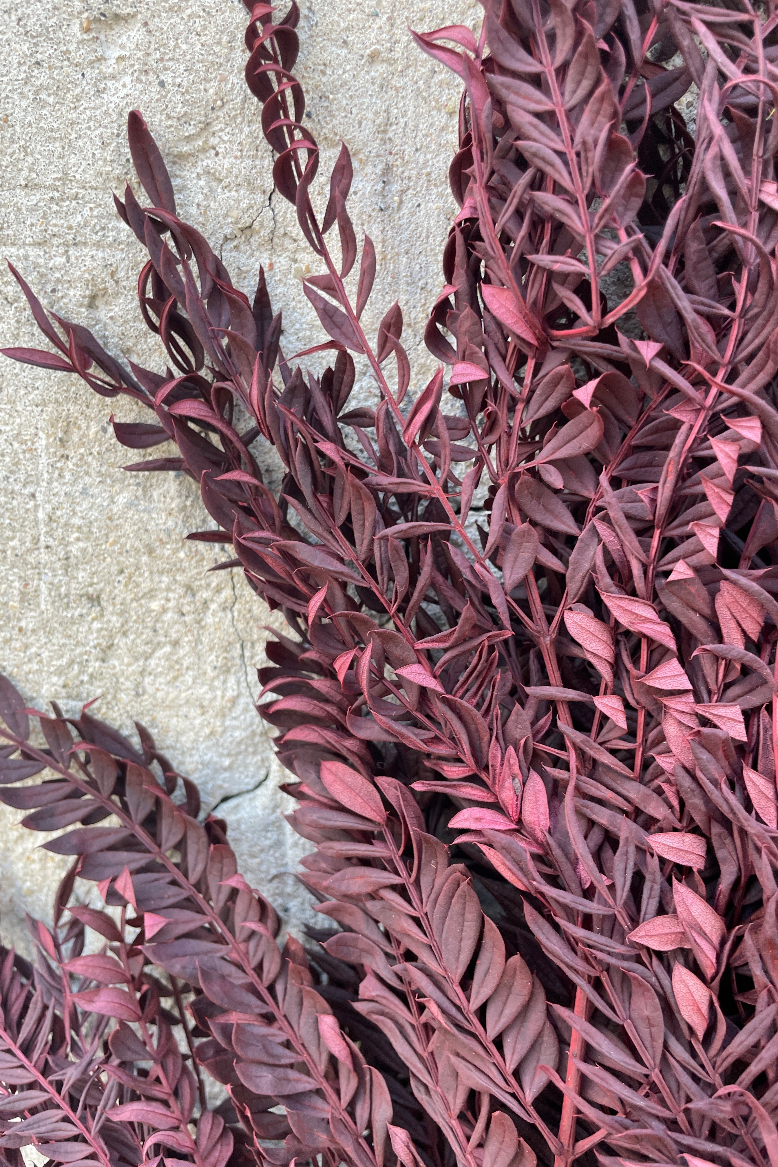 Detail of the burgundy preserved leaves of Jacaranda.