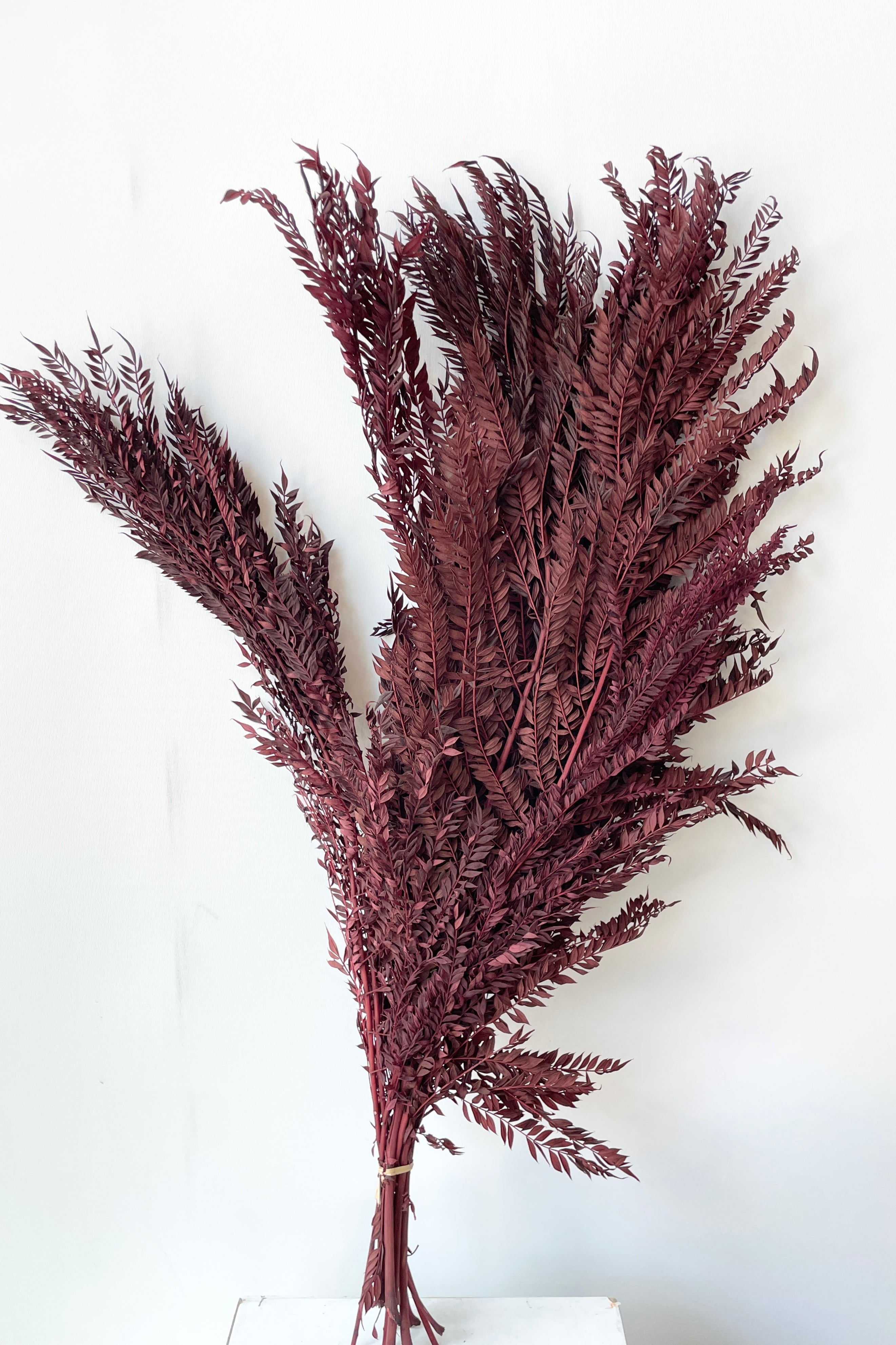 Jacaranda burgundy colored and preserved bunch against a white wall at Sprout Home. 