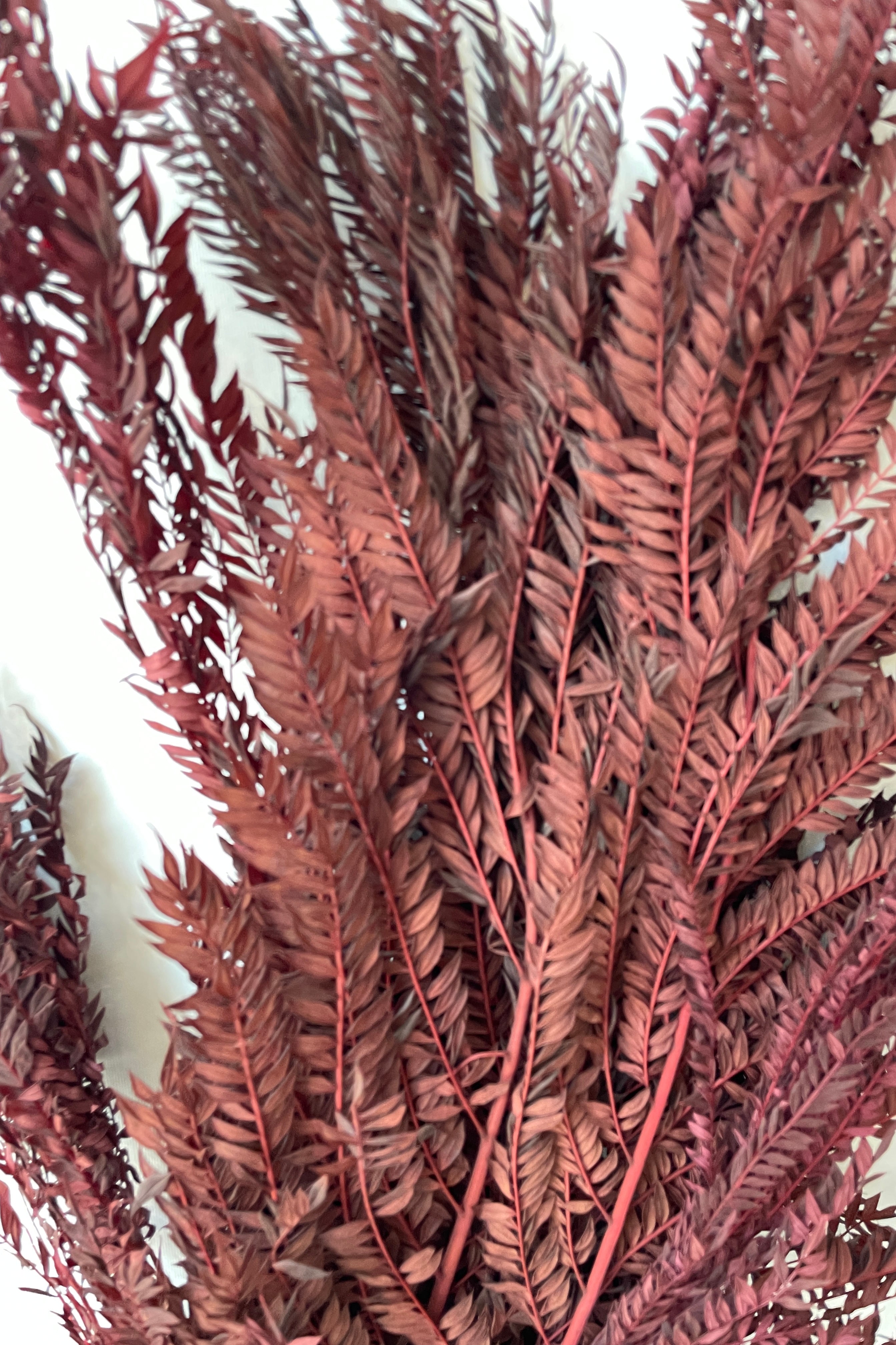 Detail of the delicate leaves of the preserved burgundy color Jacaranda bunch. 