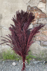 Bunch of preserved burgundy color Jacaranda against a concrete wall. 