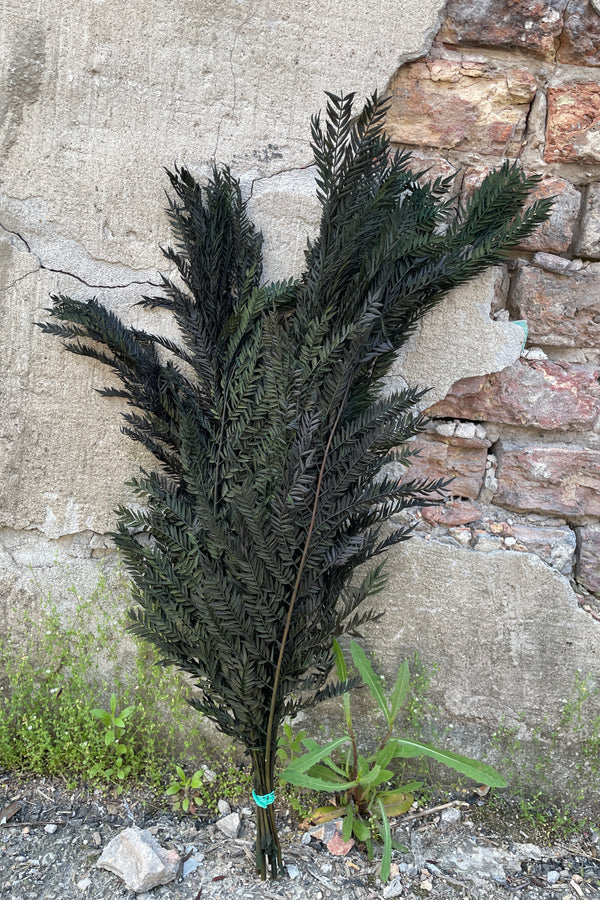 A green colored preserved Jacaranda bunch leaning against a concrete wall. 