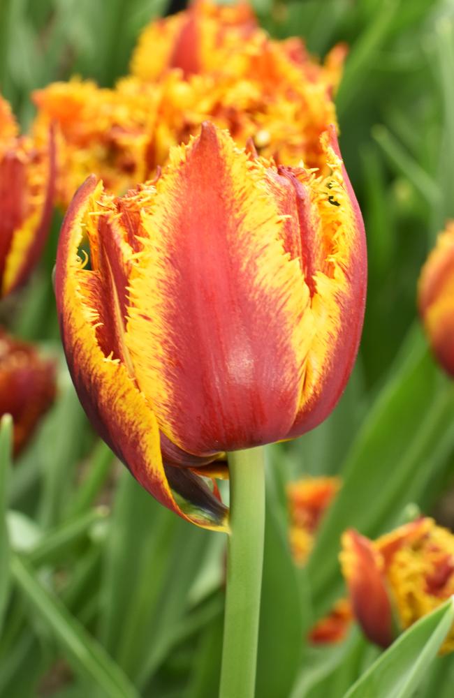 Tulipa 'Bastia' in bloom with its yellow fringe. Photograph by De Vroomen.