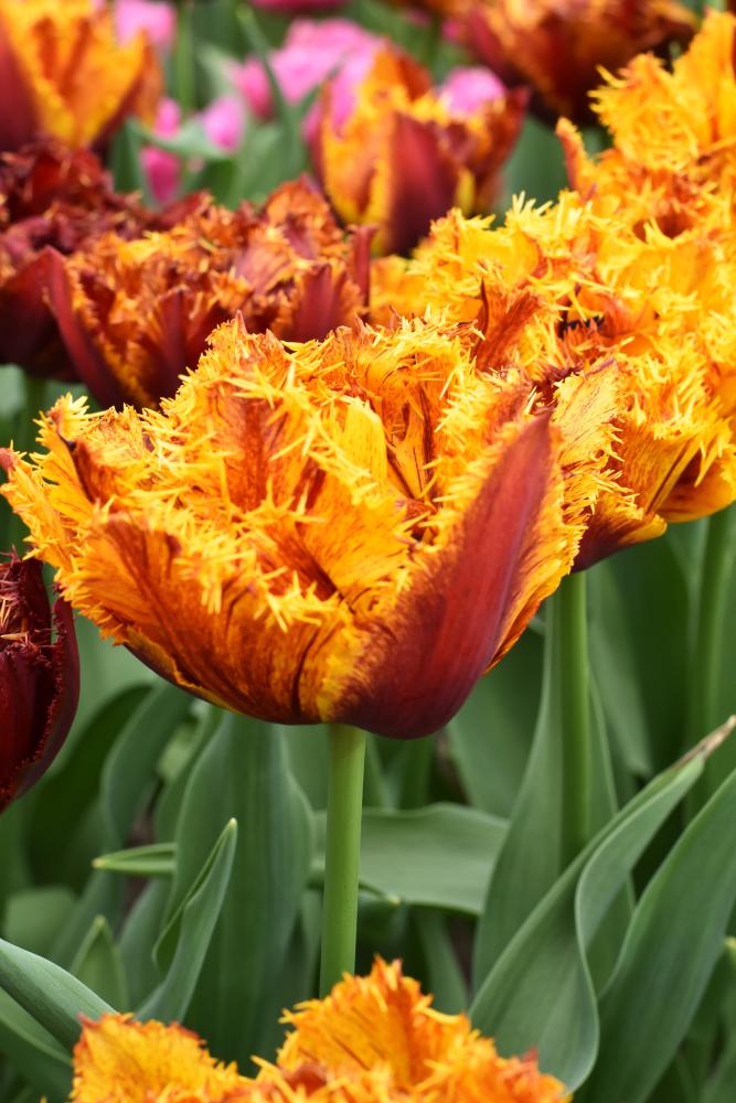 Tulipa 'Bastia' in bloom with its yellow fringe. Photograph by De Vroomen.