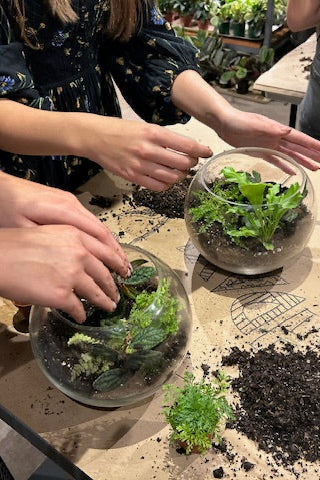 terrarium plants chicago Terrarium Class in Chicago taught by Sprout Home