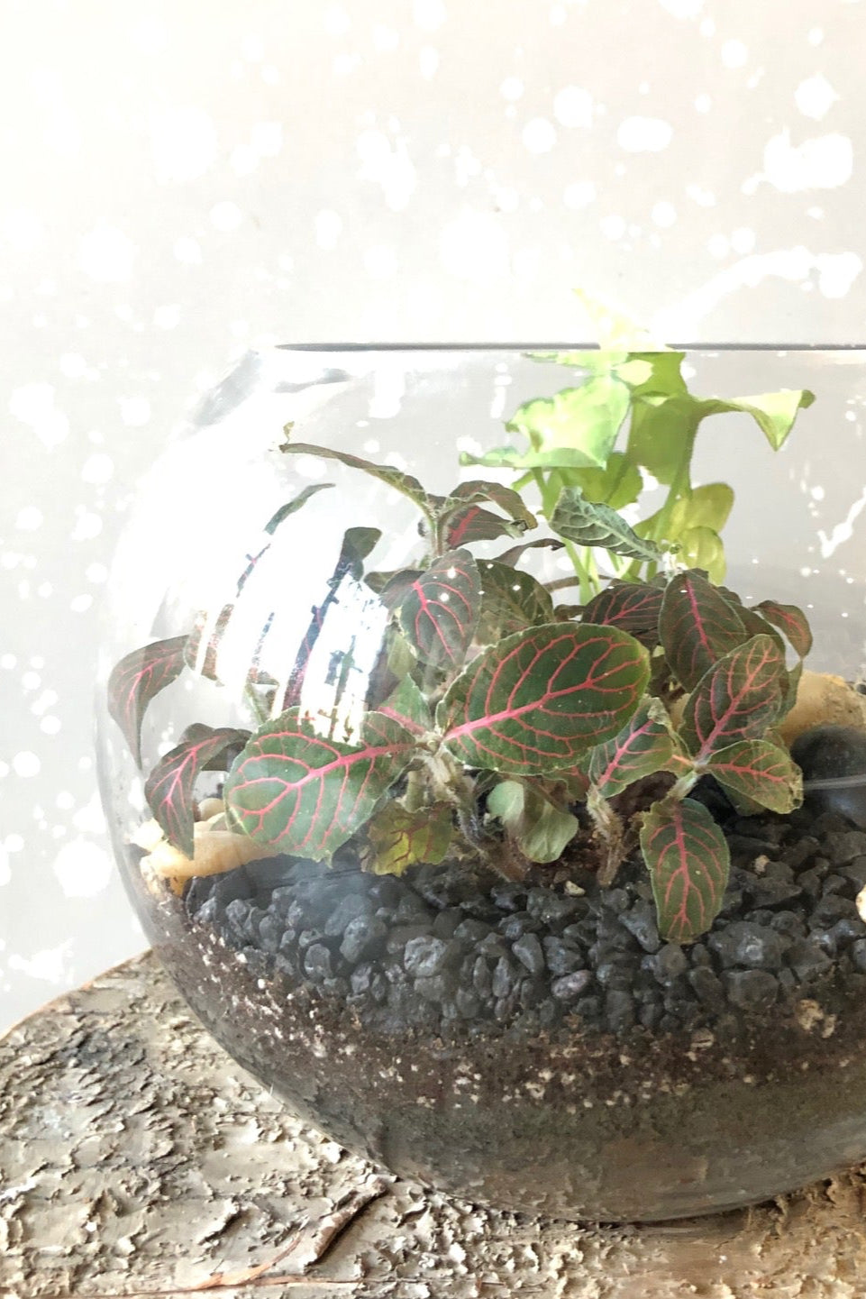 terrarium plants chicago Terrarium Class in Chicago taught by Sprout Home