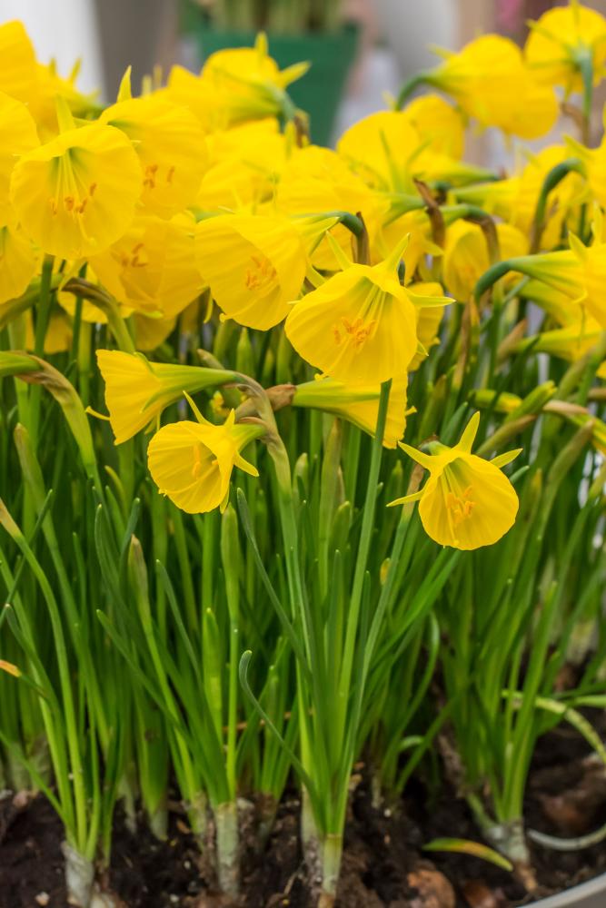 Narcissus 'Golden Bells' in bloom with their yellow petals. Photograph by De Vroomen.