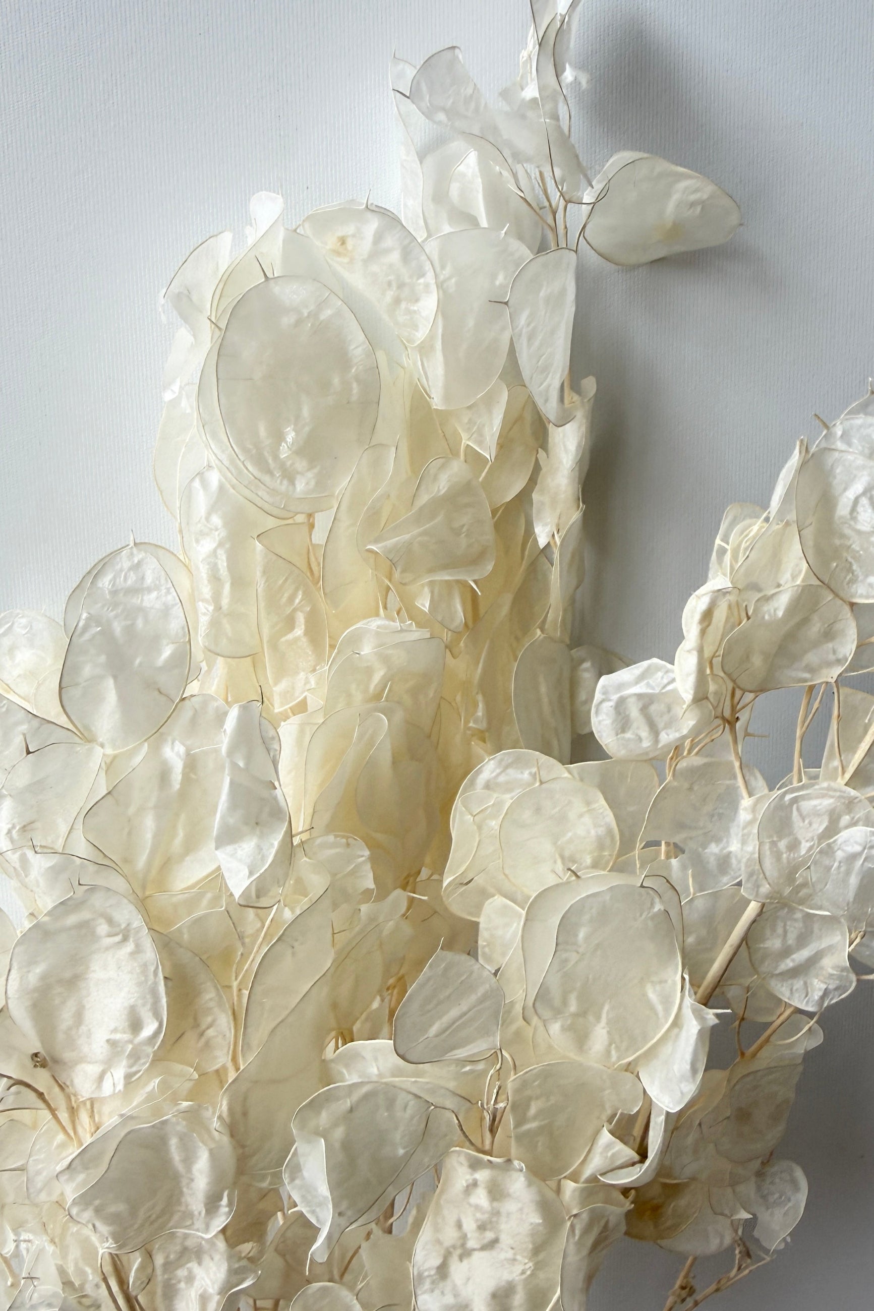 Close-up of a preserved Lunaria floral-like elements on a light gray background ©Sprout Home