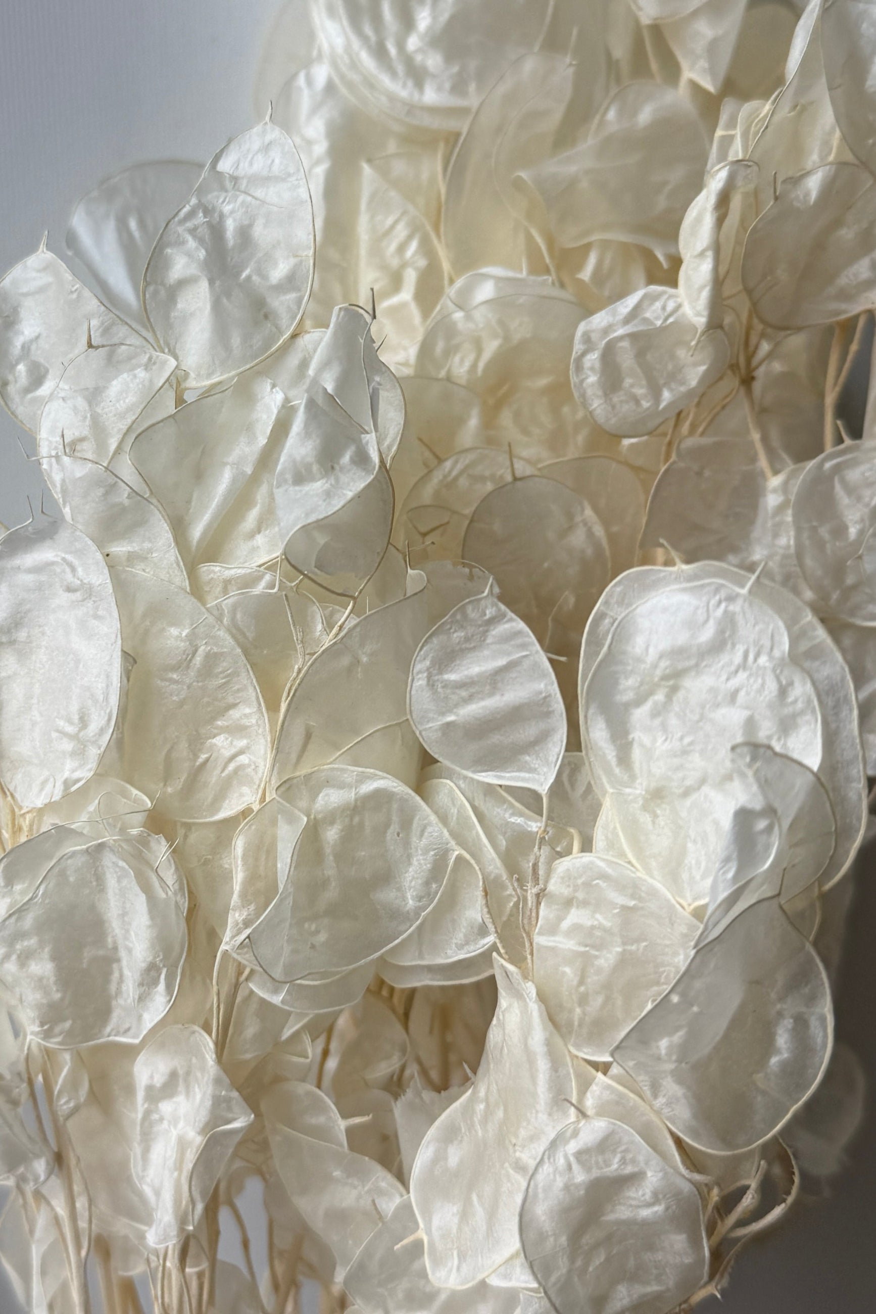Close-up of white preserved Lunaria against a neutral background ©Sprout Home