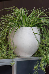 Pottery Pots Mini Orb pot in Grey Washed  with a spider plant inside sitting on a metal  cabinet.