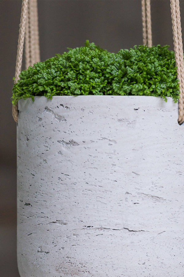 Pottery Pots Hanging Charlie Planter in Grey showing the exterior texture with a saleginella plant inside.