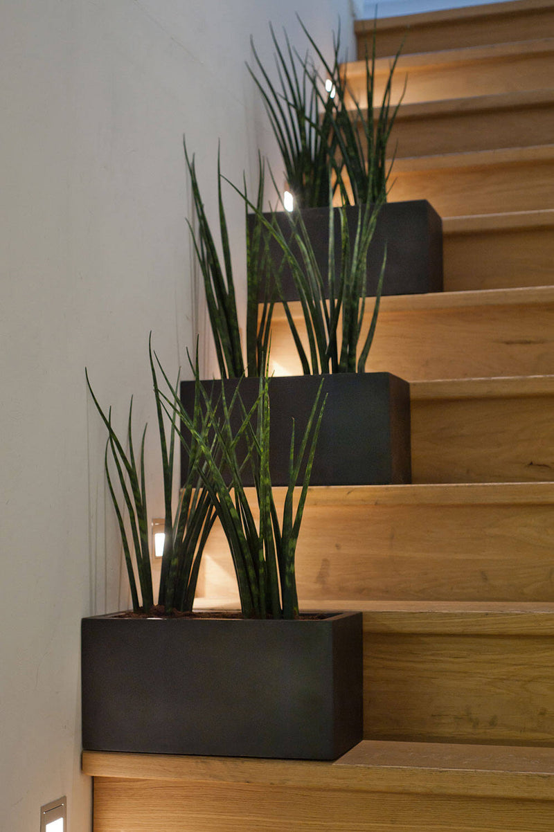 Multiple Balcony Fiberstone Pots potted with Snakeplants sitting on stairs by Pottery Pots.