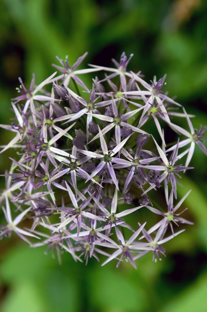 Allium Cristophii bulb in bloom. Photo by De Vroomen. 