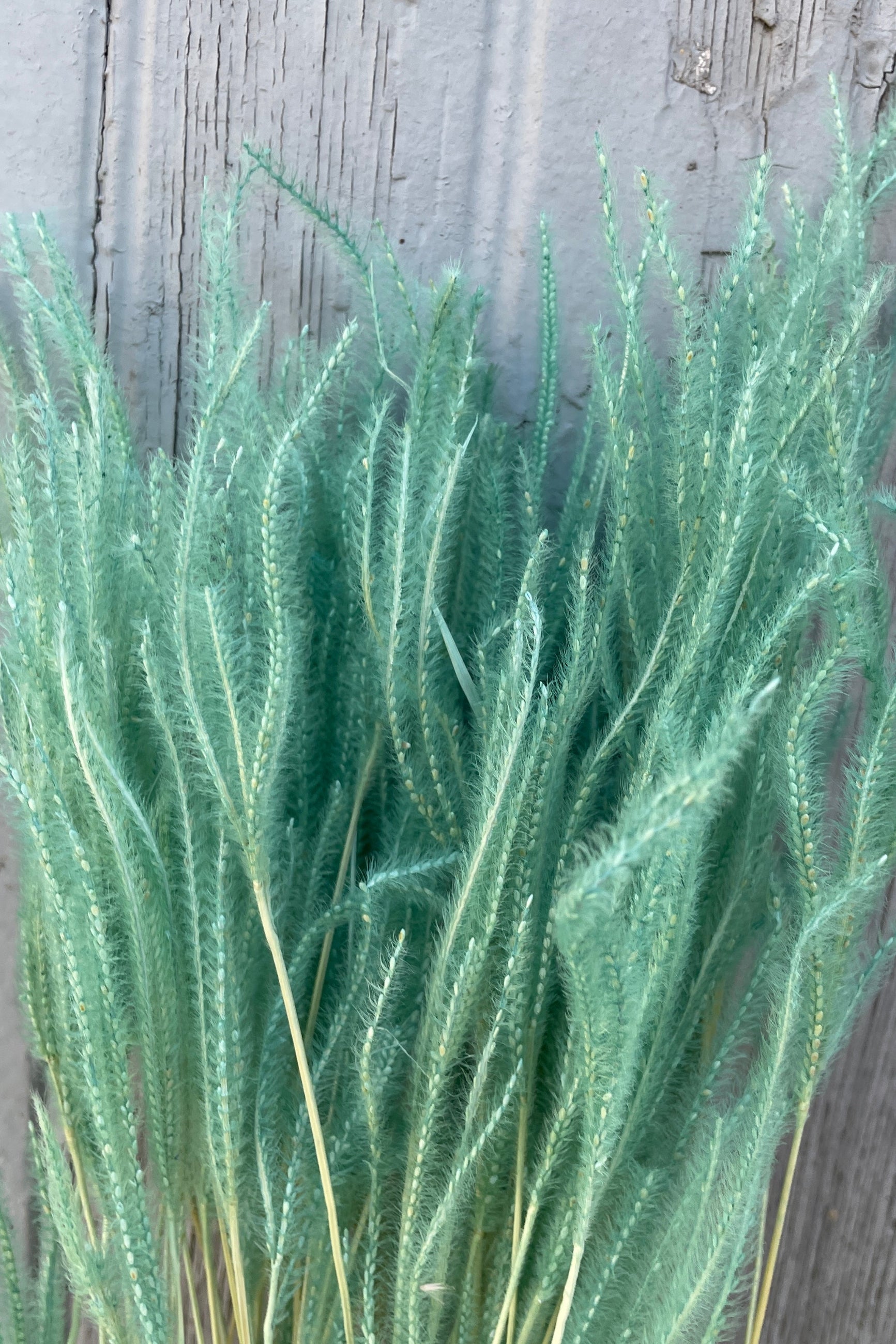 Teal colored preserved Ouro close up showing its texture.  ©Sprout Home