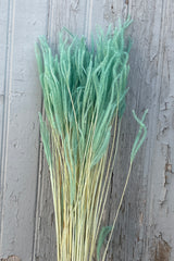 Close up of Teal Ouro preserved against a wood wall. 