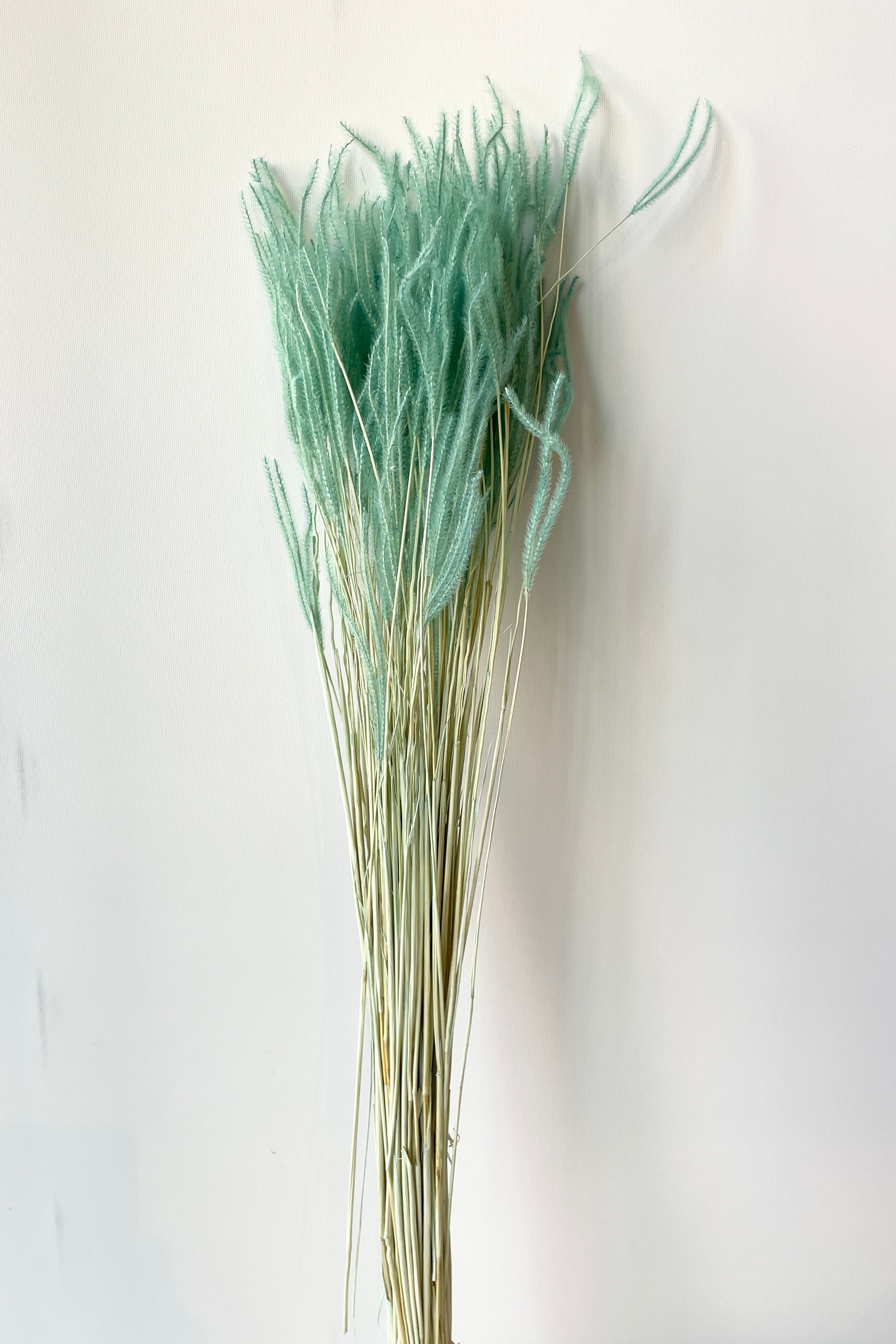 A bunch of Teal colored preserved Ouro in a bunch against a white wall. 