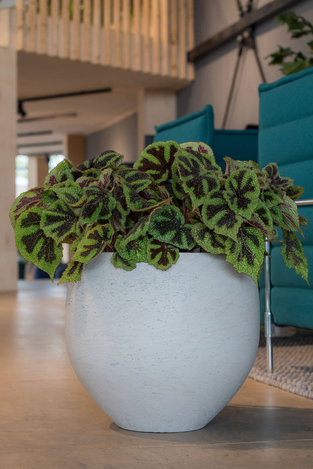 Pottery Pots Mini Orb pot in Grey Washed potted with a begonia inside and in a room on a light wood floor.