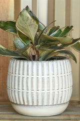 Ramos banded stoneware pot and saucer with a Pepperomia plant inside by Homart.