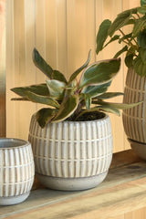 Medium Ramos banded stoneware pot and saucer by Homart potted with a plant.