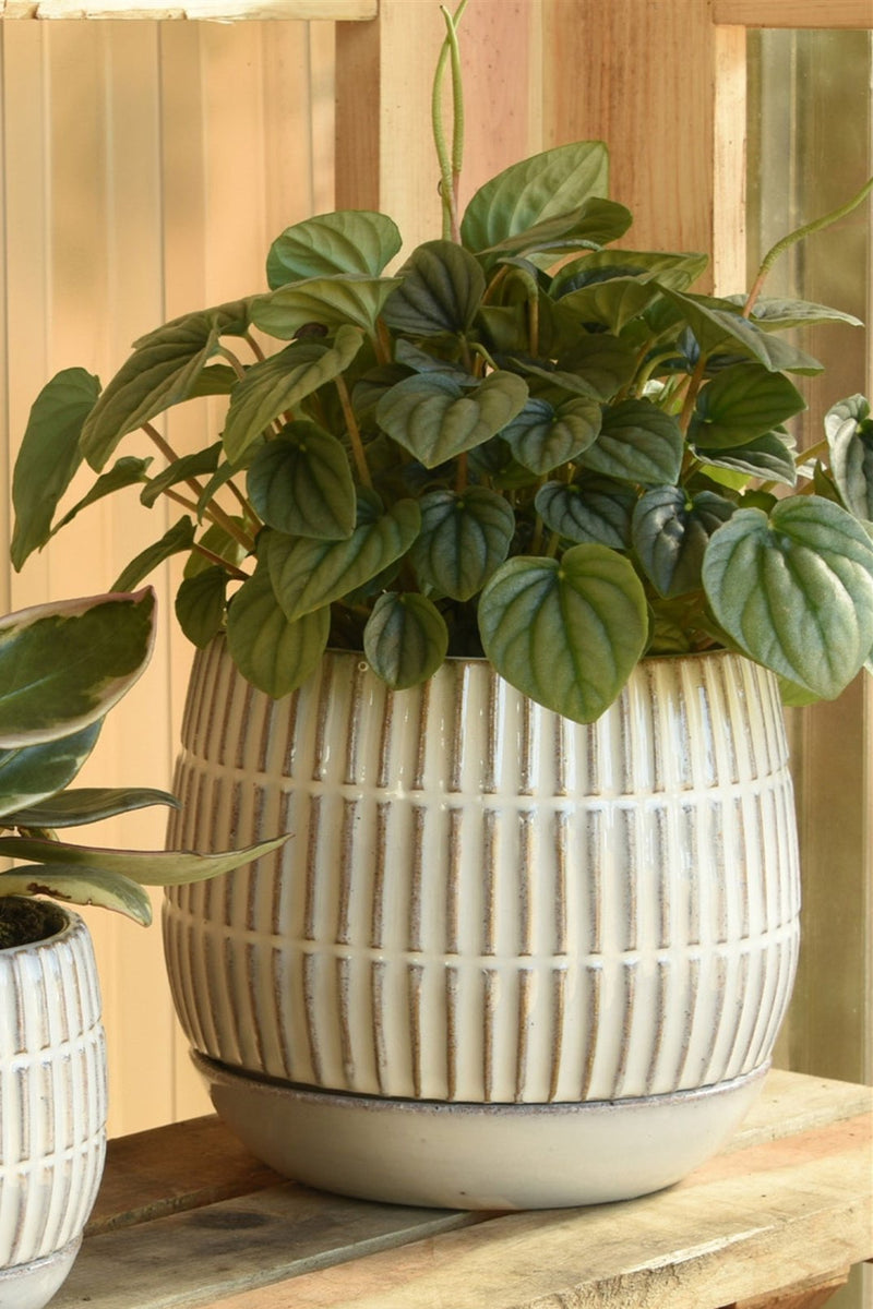 Ramos stoneware pot and saucer by Homart with a potted plant and a wood backdrop.