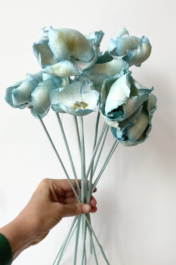 Baby Blue Preserved Palm cap bunch against a white wall. 