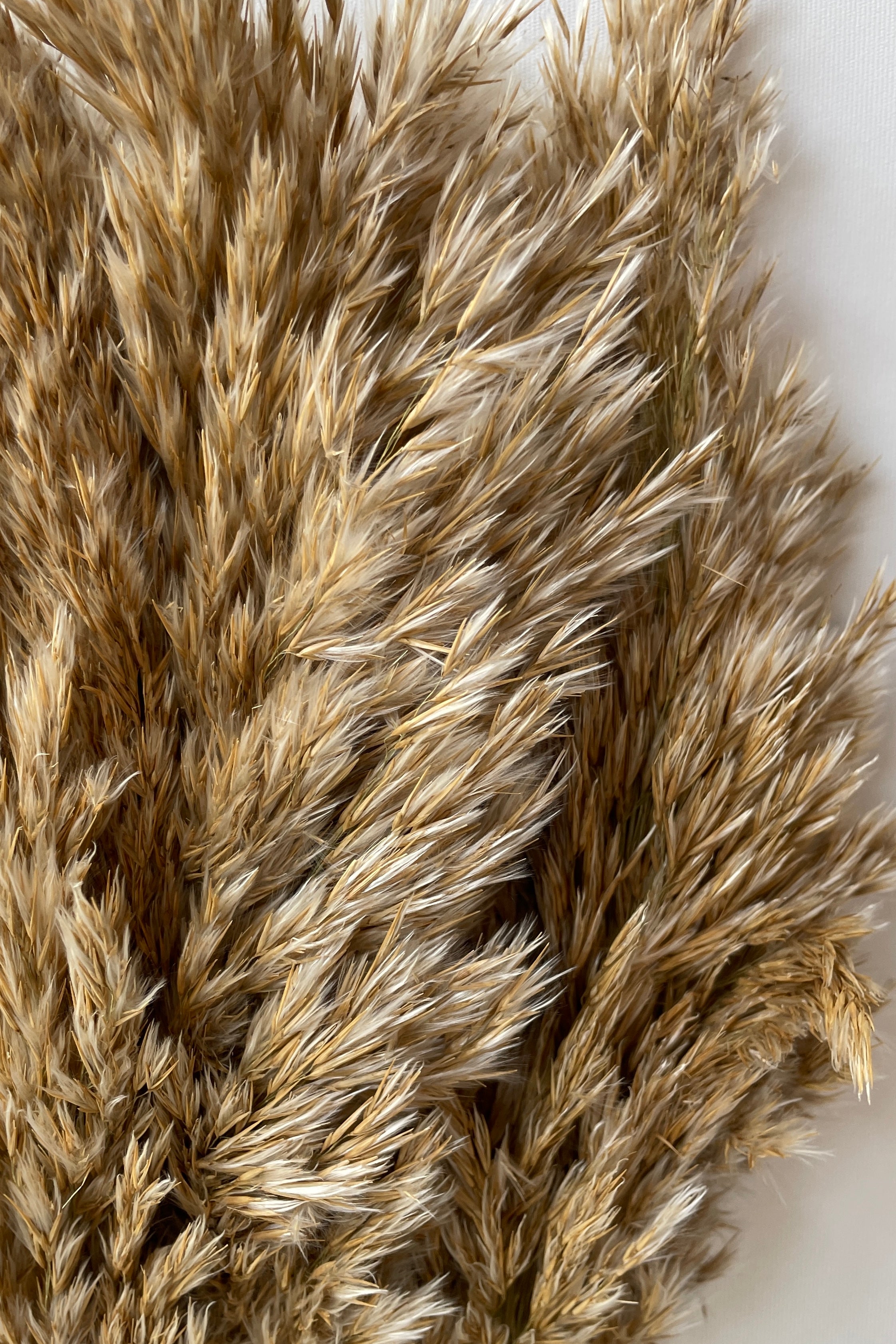 Detail of the soft texture of the natural preserved Cane Aroundo. 