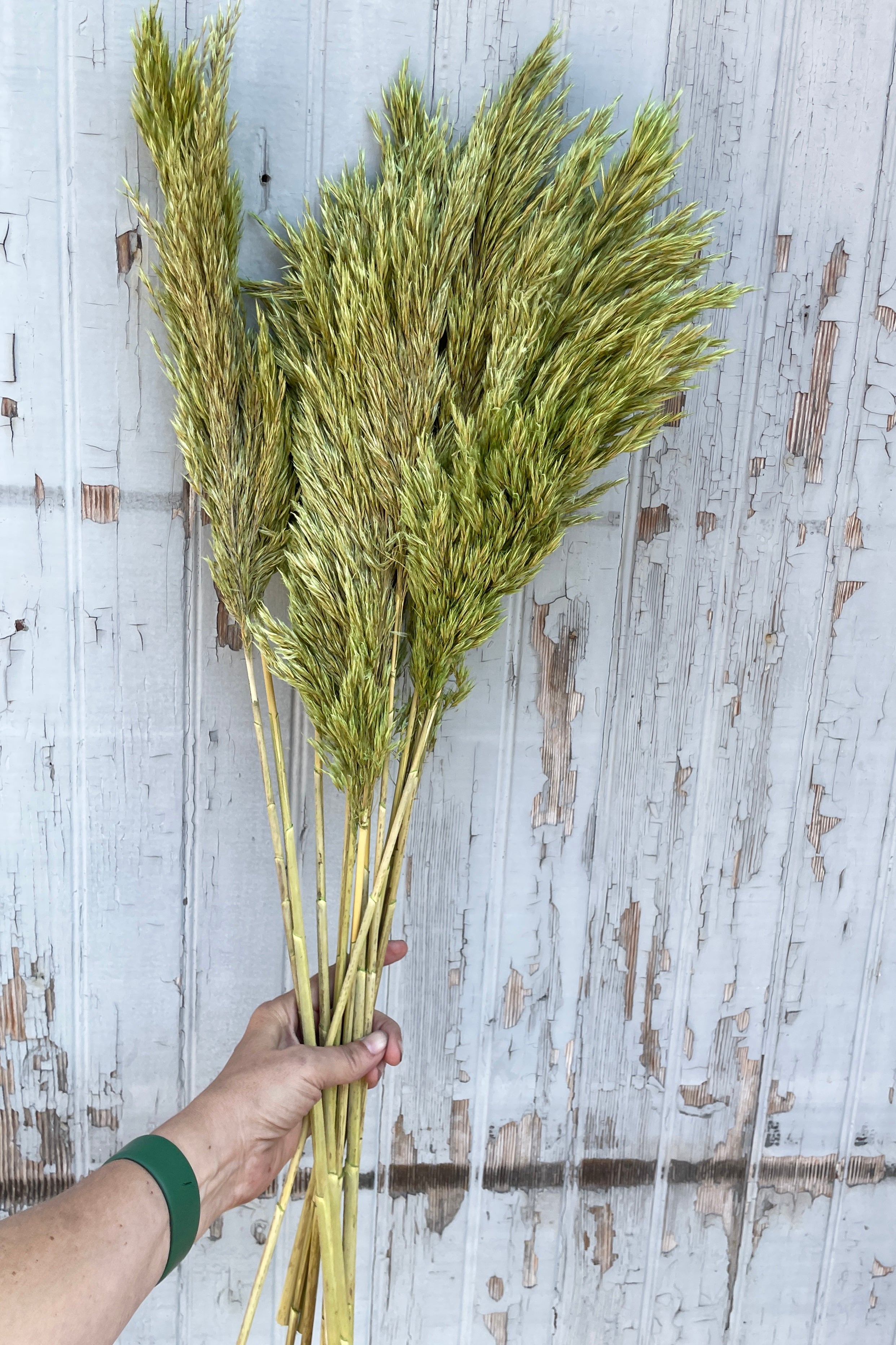 A buch of Cane Aroundo preserved in an olive color being held against a gray wall. 