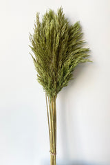 A bunch of preserved cane aroundo in an olive color in front of a white wall. 