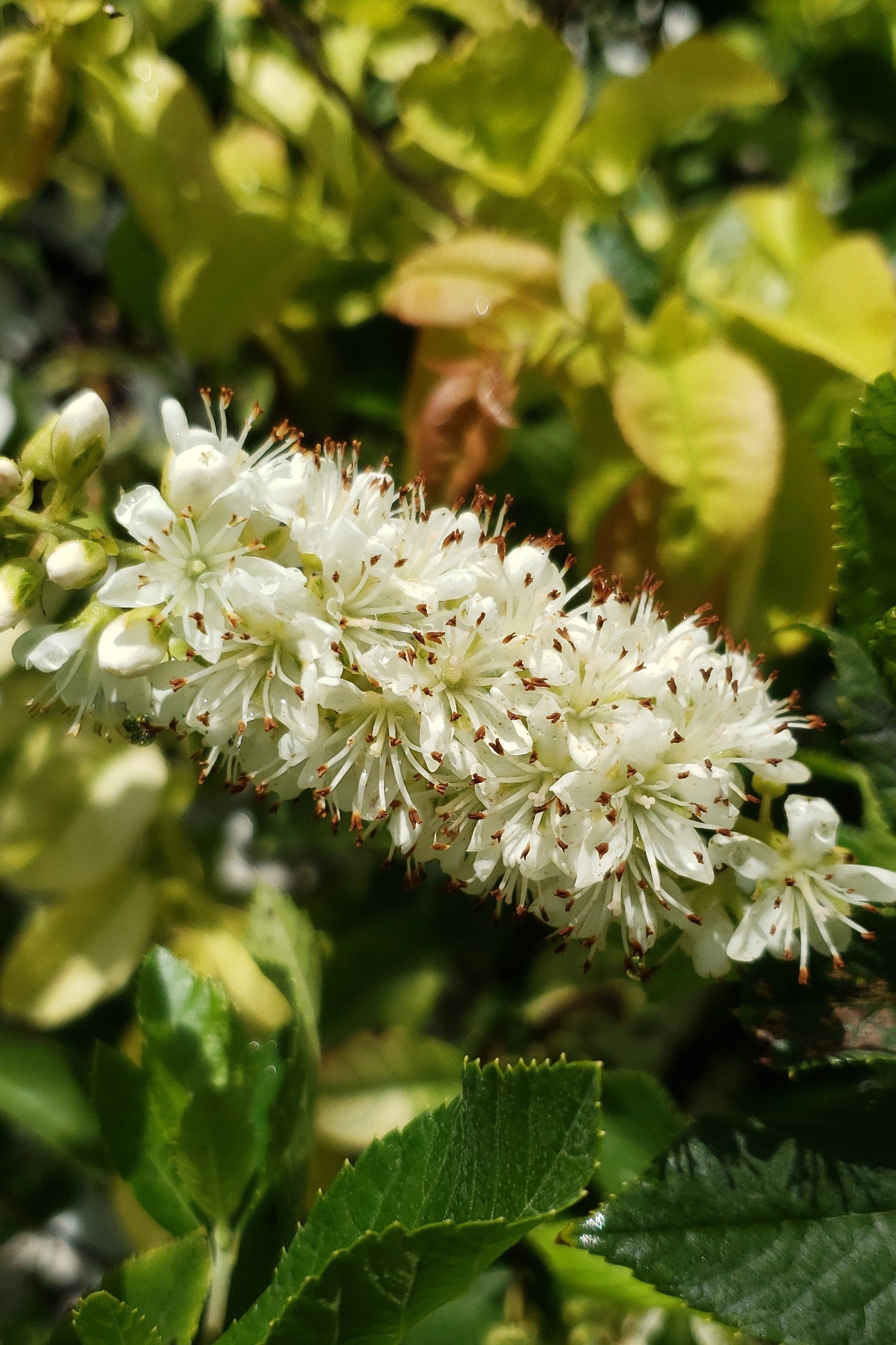 Itea 'Scentlandia' White flower cluster n bloom with green leaves in a natural setting ©Lincoln Nurseries 