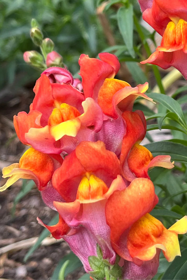 Close-up of vibrant orange and pink Rembrandt Snapdragon flowers with green leaves in the background ©Hudson Valley Seeds Company