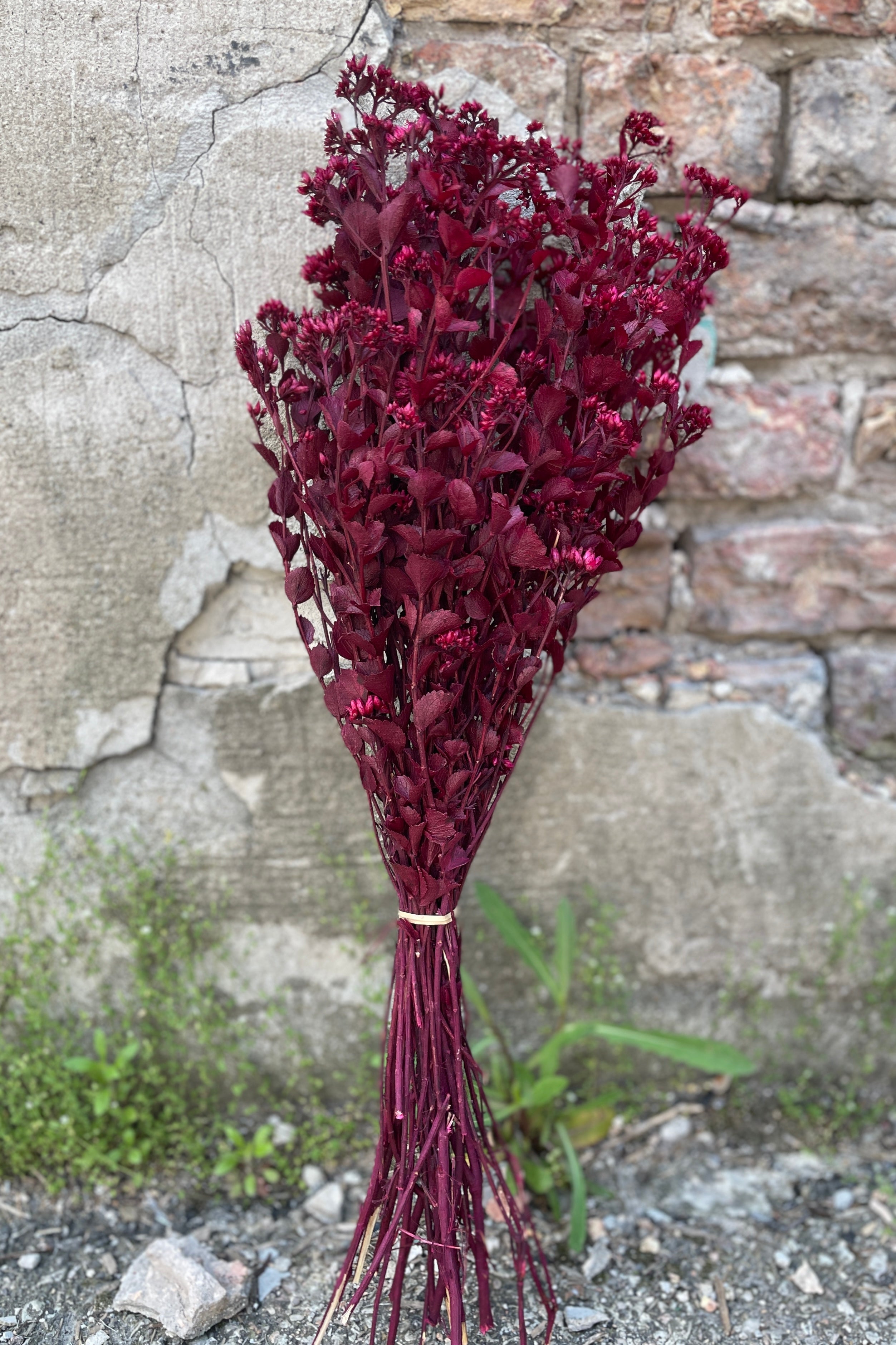 Bunch of Fuchsia preserved Chuvisco.