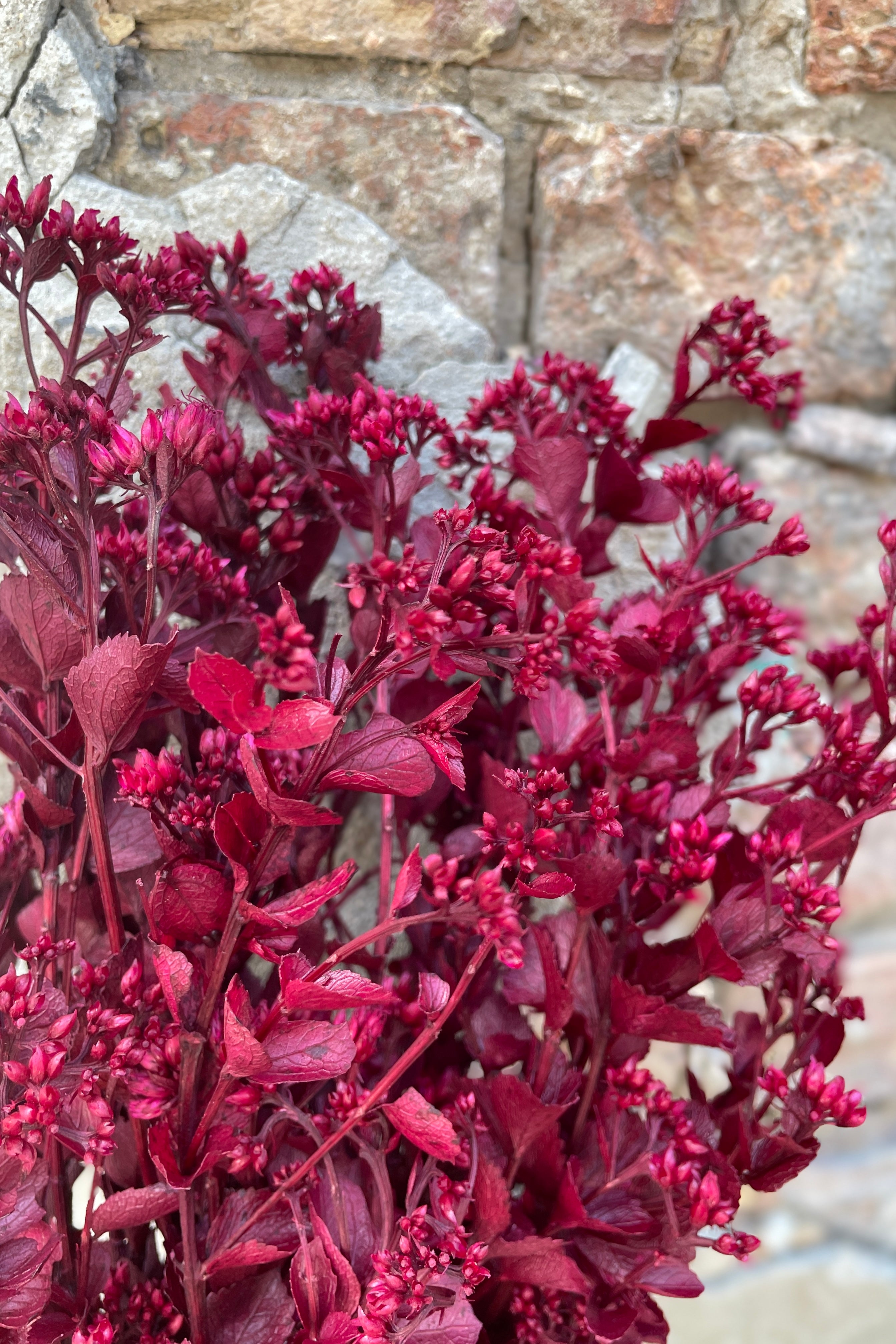 Close up of preserved and Fuchsia dyed Chuvisco.