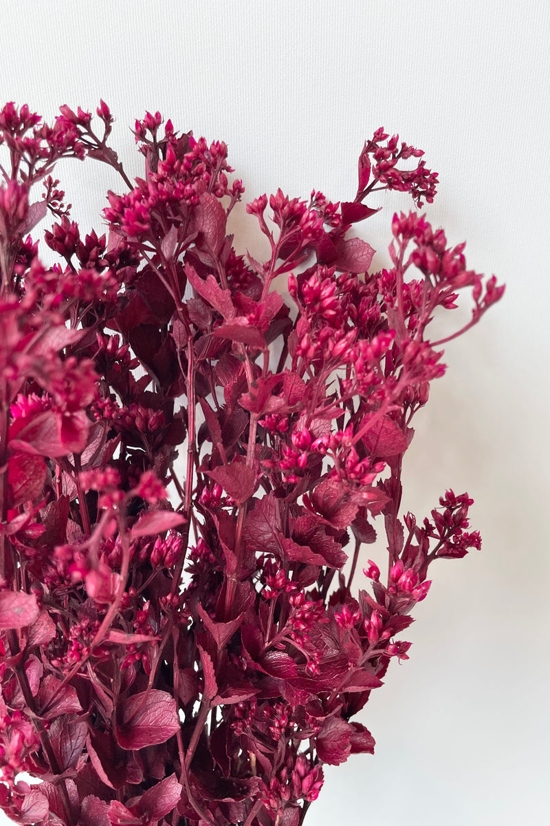 Detail of the leaves and flowers of the preserved fuchsia Chuvisco.