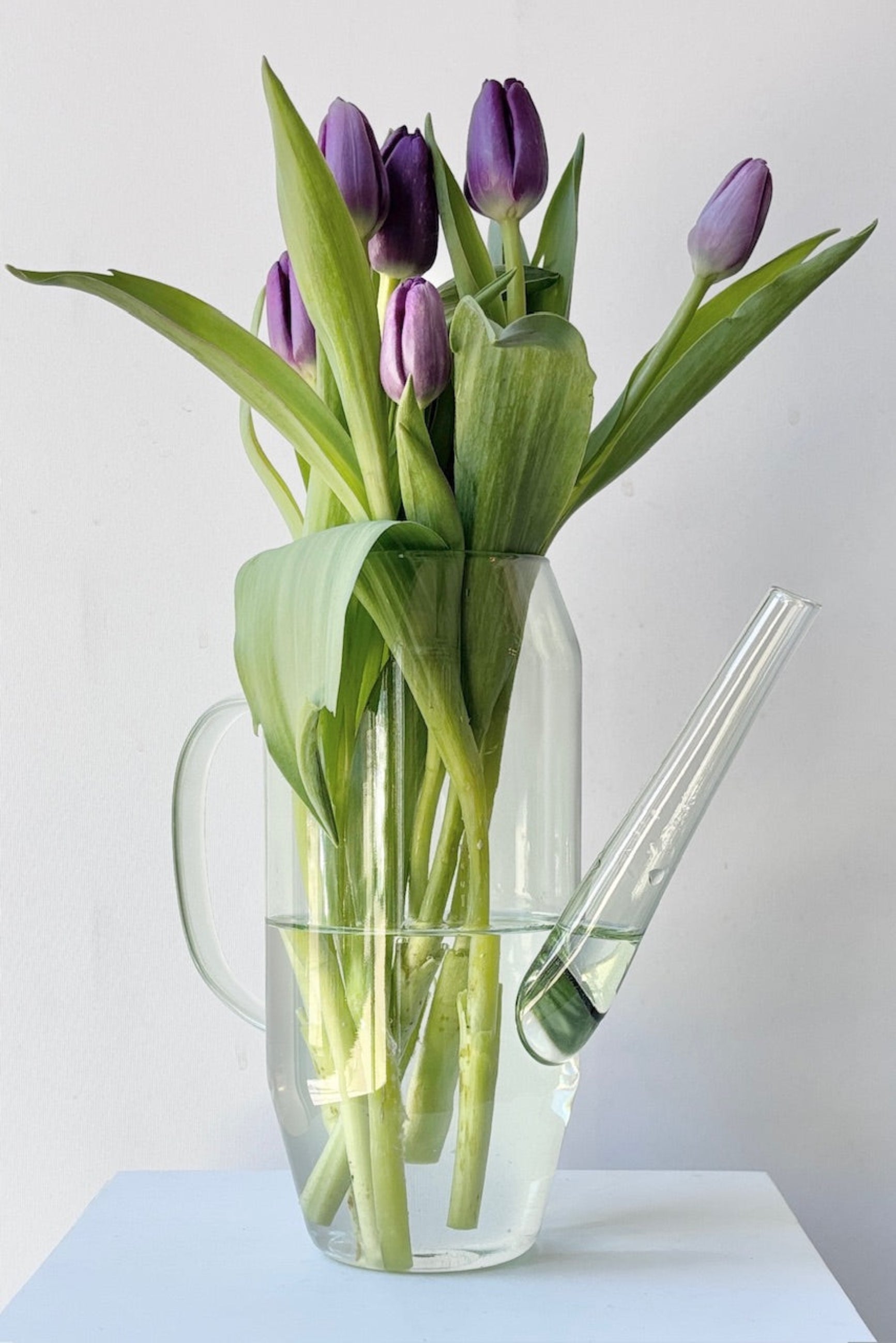Clear glass Foray watering can with purple tulips against a white background ©Sprout Home 