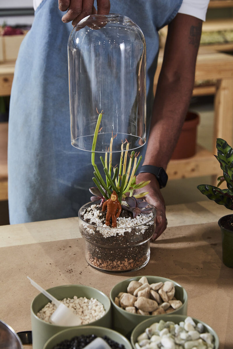 A Griffith terrarium being planted with a plant and a figuring and a person holding the top dome above it. 