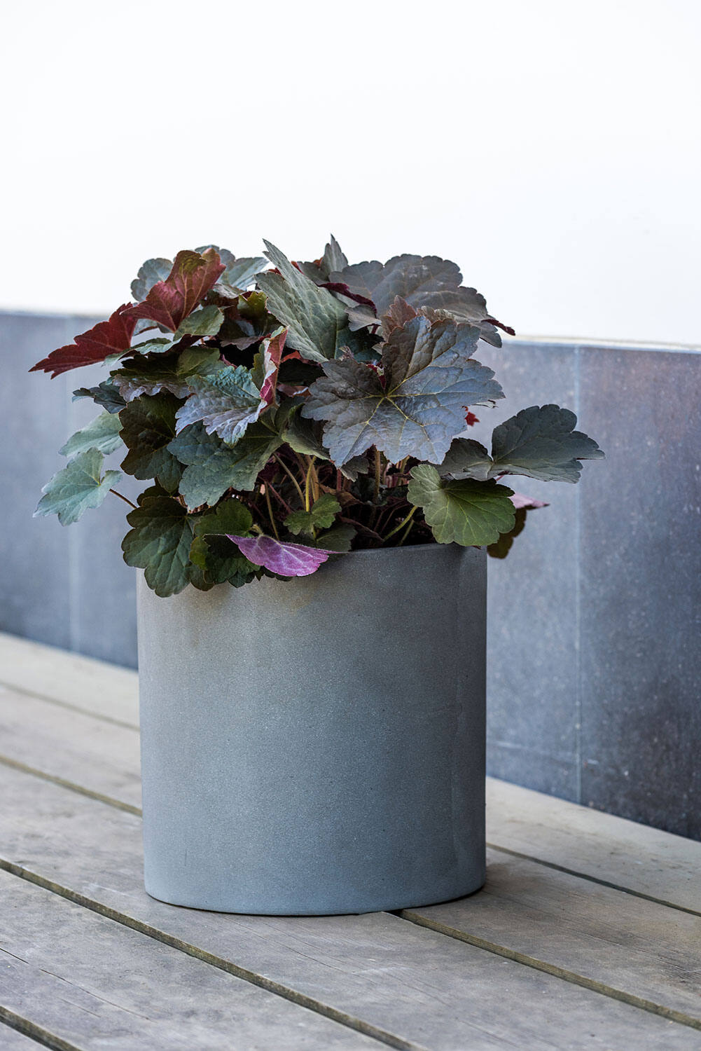 Pottery Pots Max grey pot with Heuchera potted inside sitting on a wood surface.