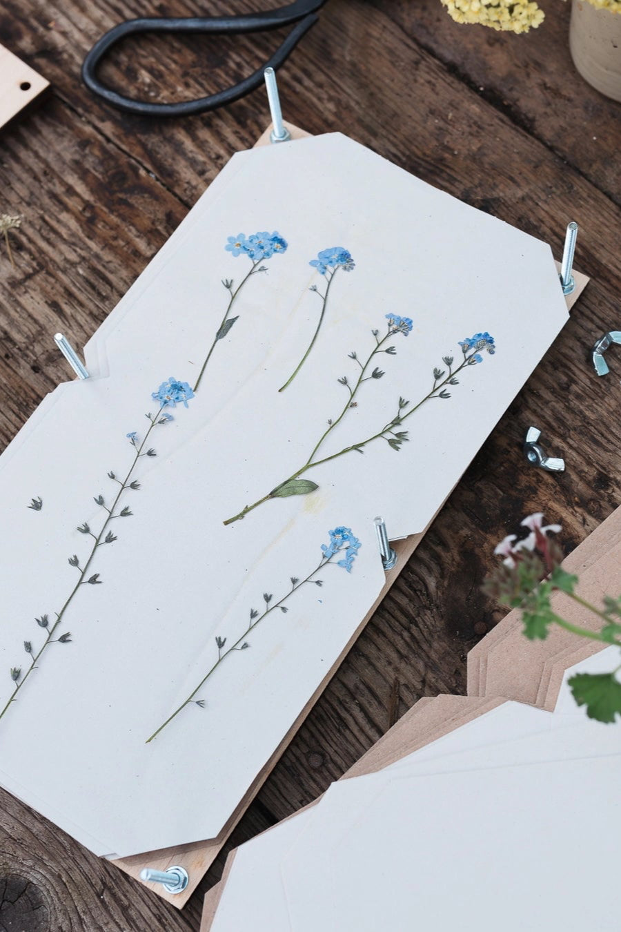 Floral pressed on paper with scissors and flowers on a wooden surface ©Studio Wald