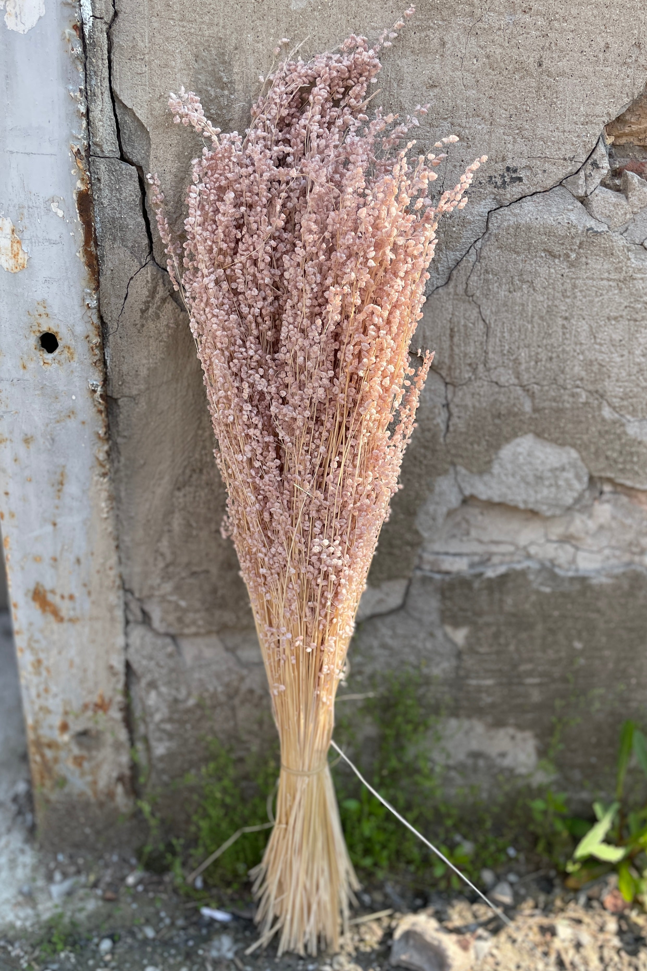 A bunch of dark pink preserved Briza against a concrete wall. 