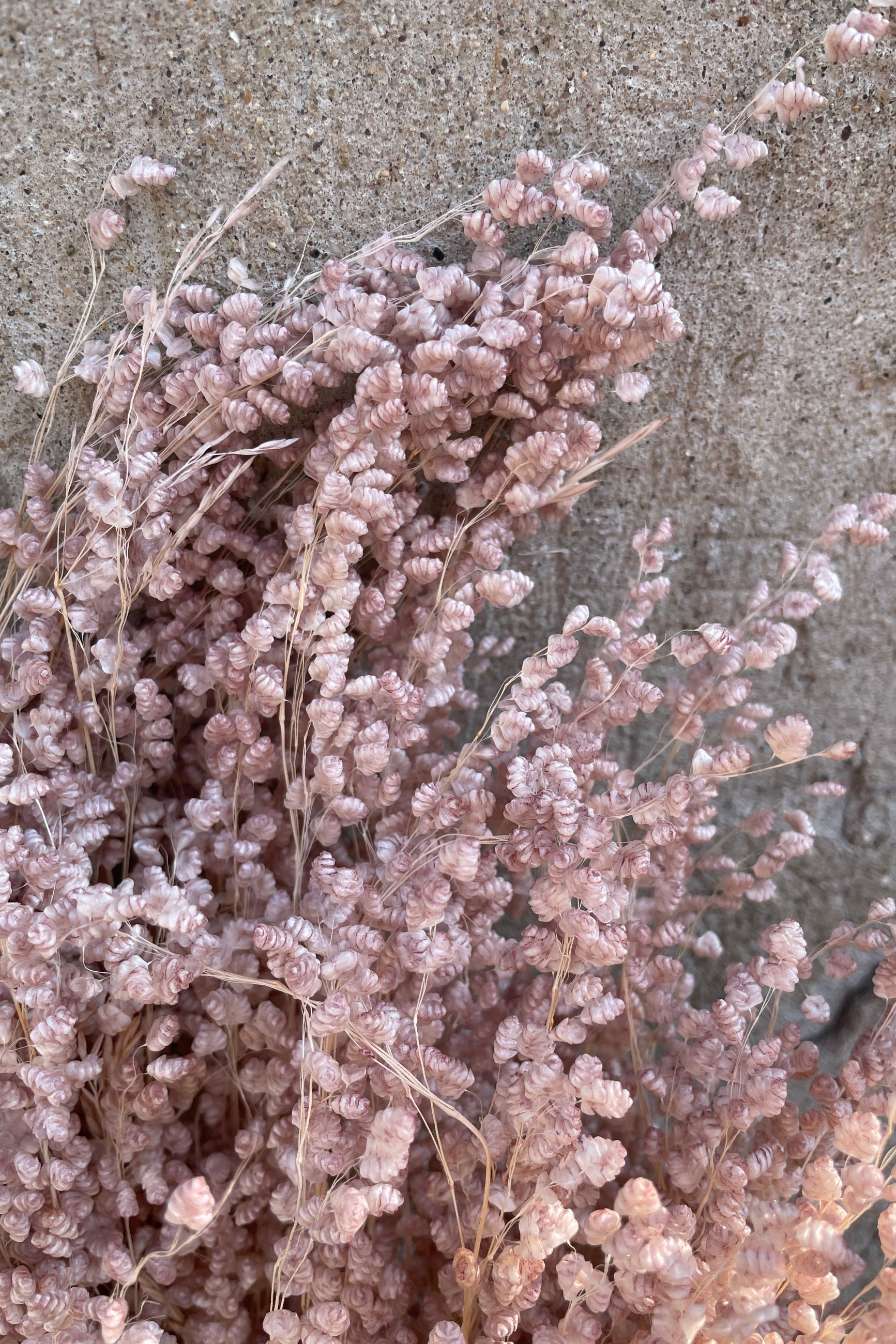 Preserved pale dark pink colored preserved Briza against a concrete background.  ©Sprout Home