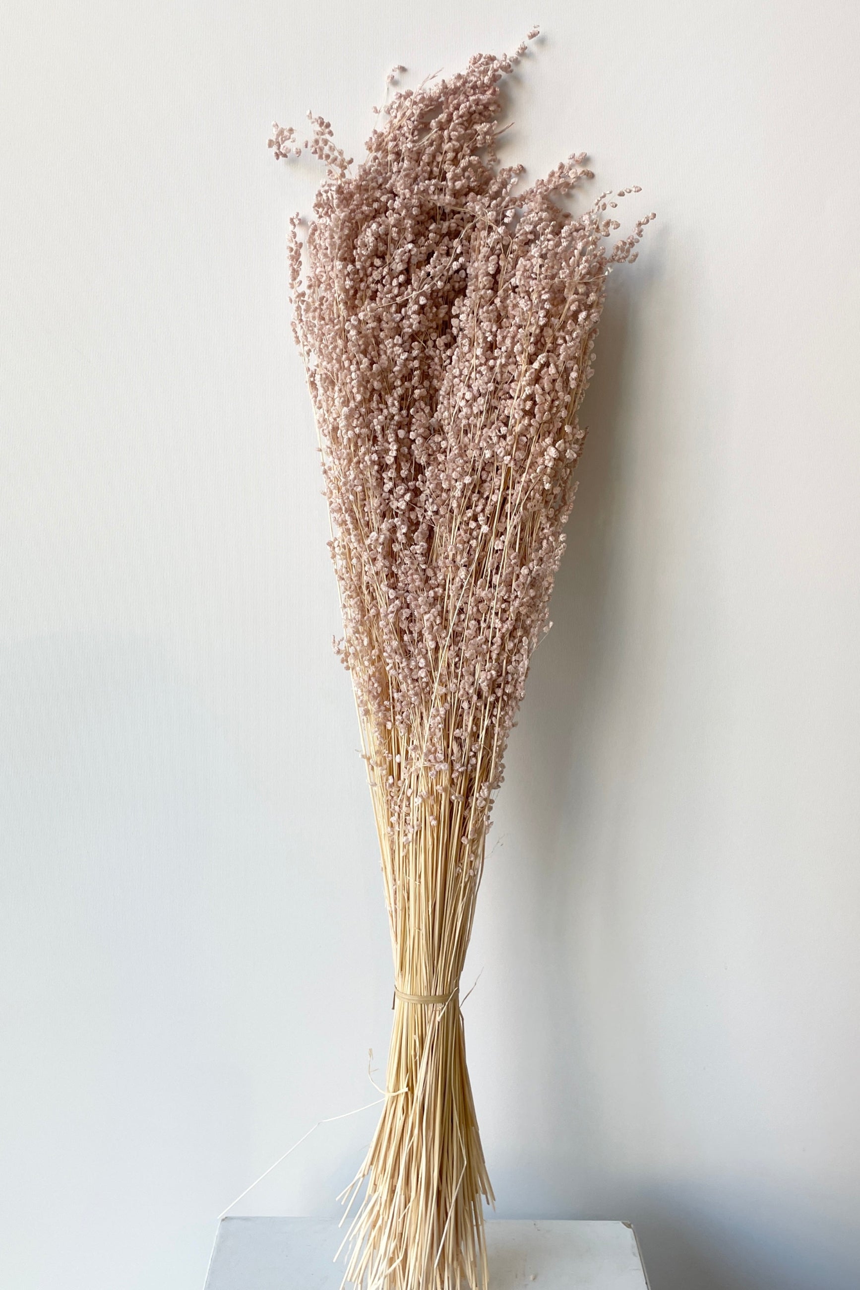 A bunch of preserved Briza in a dark pink color at Sprout Home ©Sprout Home