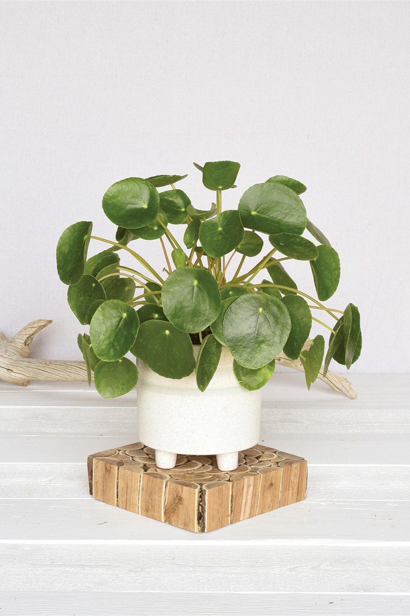 Fluorite Cachepot with a Pilea plant inside and sitting on a wood display plank. By Homart.