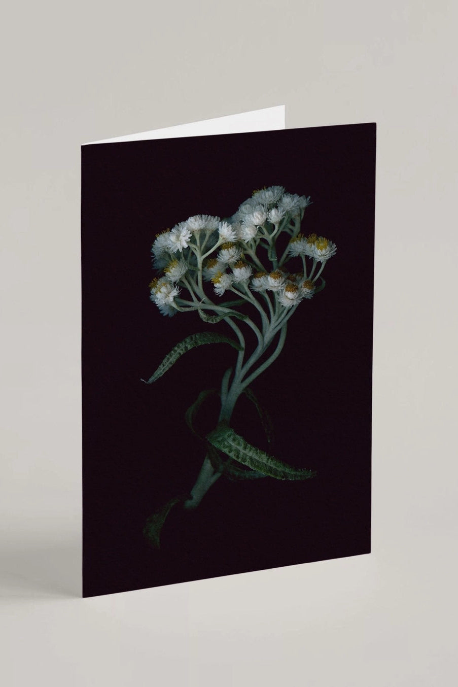 Pearly Everlasting Greeting card with floral design on a black background ©Raoul & Simone