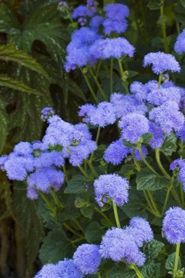 Ageratum 'Blue Horizon's close showing the purple blue puff ball flowers ©Clesen Wholesale