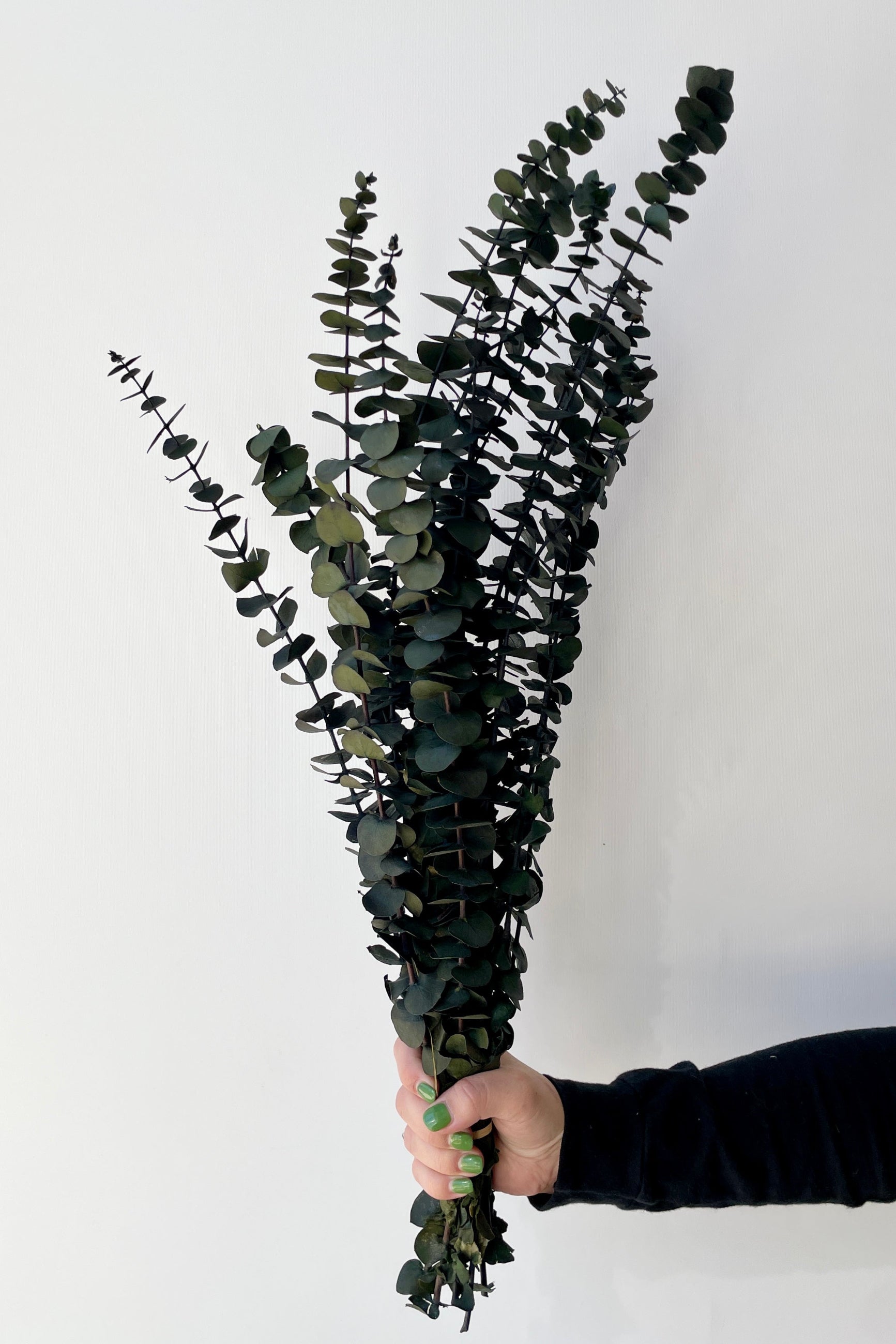 A bunch of preserved baby blue natural green preserved Eucalyptus at SPROUT HOME against a white background. 