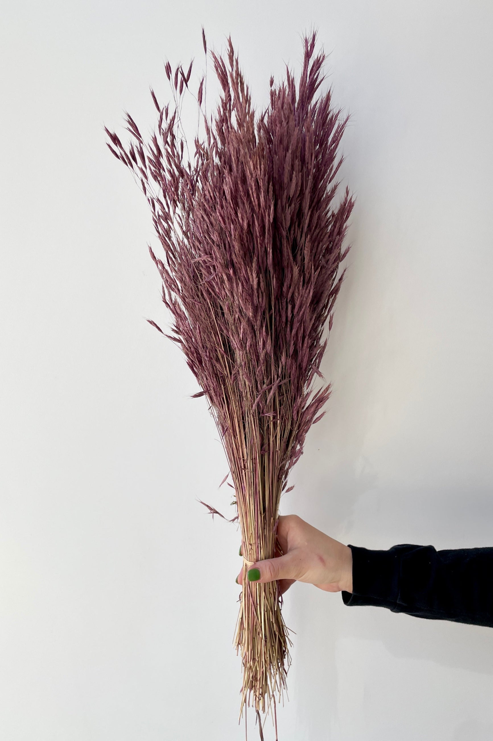 Plum Colored and preserved Bromus Mini at SPROUT HOME